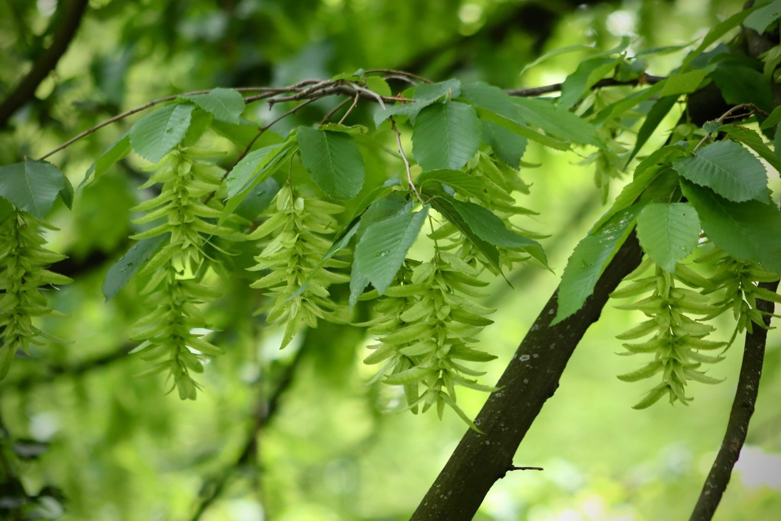 Hainbuchenhecke schneiden